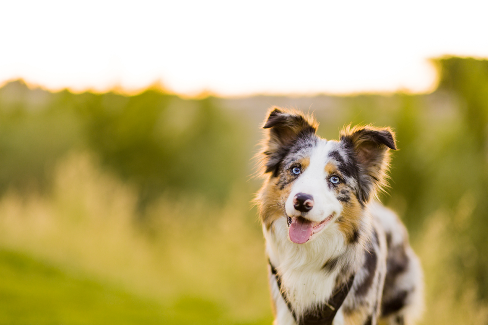 Board Certified Canine & Feline Specialist on Staff! 